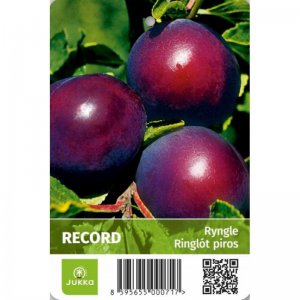 Ryngle RECORD - kontejner