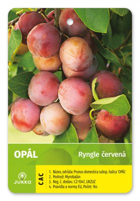 Ryngle OPÁL - kontejner