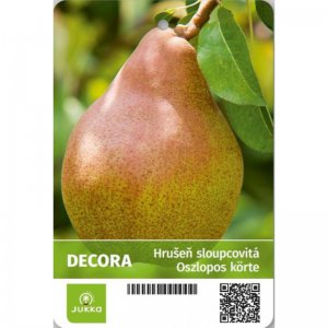 Hrušeň sloupcovitě rostoucí DECORA - kontejner