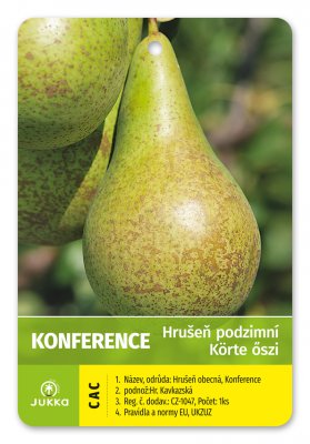 Hrušeň KONFERENCE - kontejner