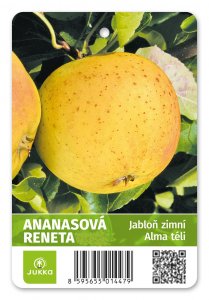 Jabloň ANANASOVÁ RENETA - kontejner