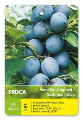 Švestka sloupcovitě rostoucí FRUCA - kontejner