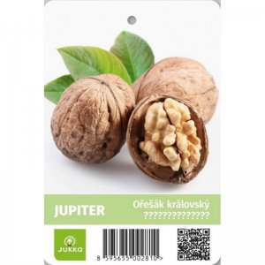 Ořešák JUPITER - kontejner