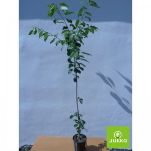 Třešeň DÖNISSENOVA ŽLUTÁ - kontejner