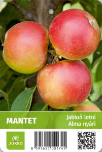 Jabloň MANTET - kontejner