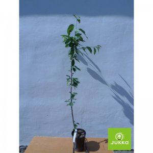 Třešeň DROGANOVA ŽLUTÁ - kontejner