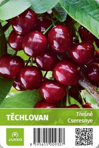 Třešeň TĚCHLOVAN - kontejner