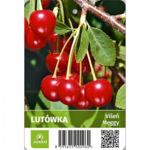 Višeň LUTÓWKA - kontejner