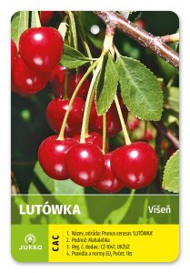 Višeň LUTÓWKA - kontejner