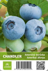 Americká borůvka CHANDLER