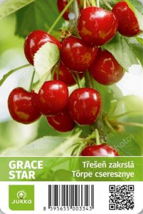 Třešeň zakrslá GRACE STAR - kontejner