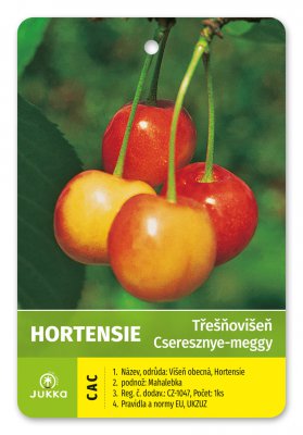 Třešňovišeň HORTENSIE - kontejner