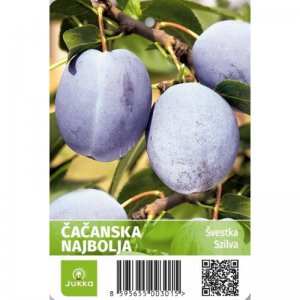 Švestka ČAČANSKÁ NAJBOLJA