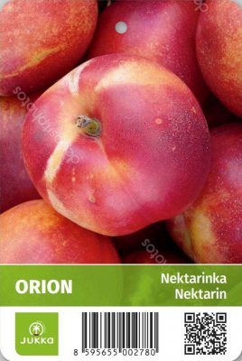 Nektarinka ORION