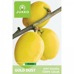 Švestka zakrslá GOLD DUST - kontejner