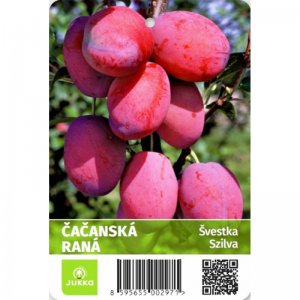 Švestka ČAČANSKÁ RANÁ