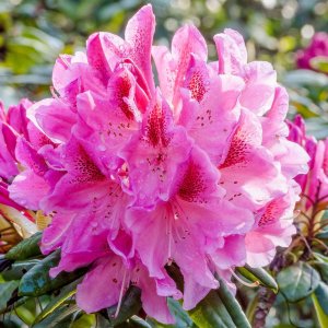 Rhododendron COSMOPOLITAN 30-35