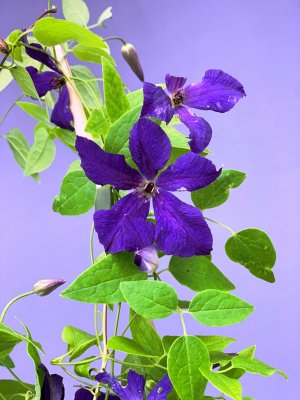 Clematis (mix odrůd)