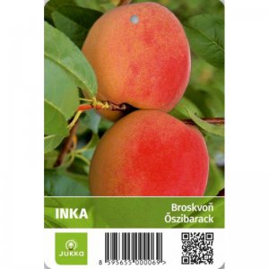 Broskvoň INKA - kontejner