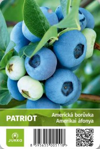 Americká borůvka PATRIOT