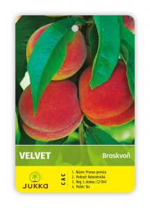 Broskvoň VELVET - kontejner