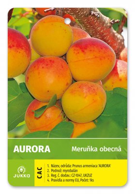 Meruňka AURORA - kontejner