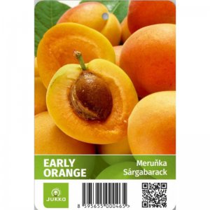 Meruňka EARLY ORANGE - kontejner
