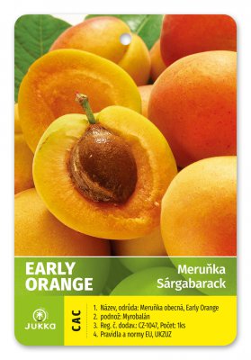 Meruňka EARLY ORANGE - kontejner