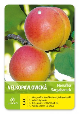 Meruňka VELKOPAVLOVICKÁ - kontejner