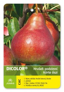 Hrušeň DICOLOR - kontejner