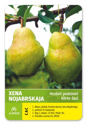 Hrušeň XENA NOJABRSKAJA - kontejner