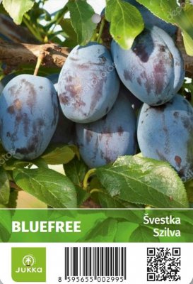 Švestka BLUE FREE - kontejner