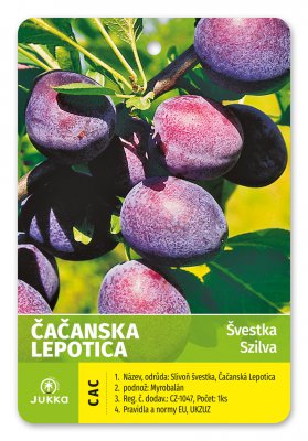 Švestka ČAČANSKÁ LEPOTICA - kontejner