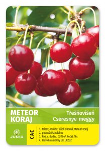 Třešňovišeň METEOR KORAJ - kontejner